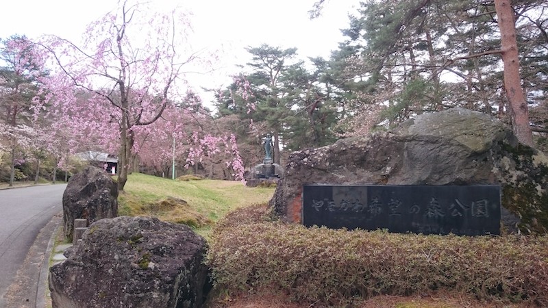 やながわ希望の森公園の桜20150406 8